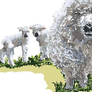Greyfaced Dartmoor ewe & twin lambs